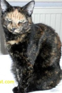 Jules the beloved cat 